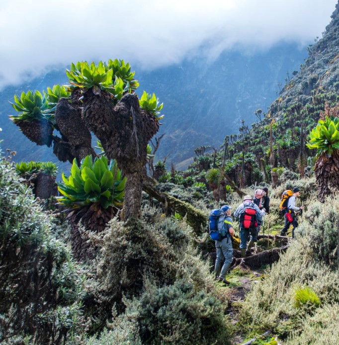 HikerS ascending the scenic trails of Mount Elgon, surrounded by lush forests and rugged terrain.