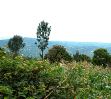 Best Coffee Plantation Tours Near Kigali: A Journey of Flavor, Culture, and Inspiration