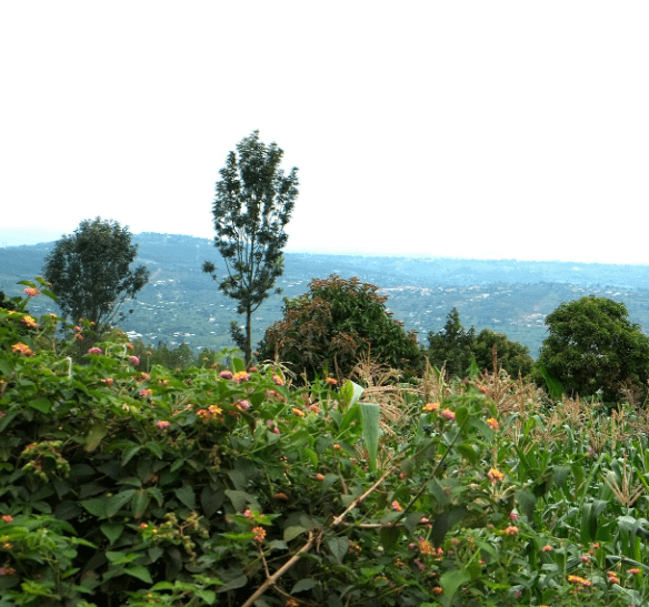 Best Coffee Plantation Tours Near Kigali: A Journey of Flavor, Culture, and Inspiration