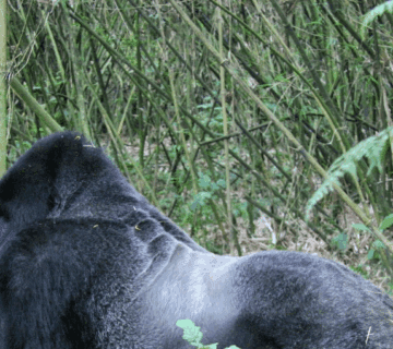 Gorilla Trekking vs Rwanda Experience: A Journey of Inspiration and Discovery
