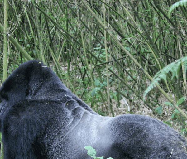 Gorilla Trekking vs Rwanda Experience: A Journey of Inspiration and Discovery