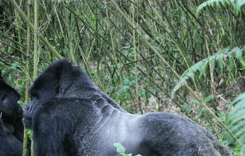 cong-gorilla-trekking-vs-rwanda Gorilla Trekking vs Rwanda Experience: A Journey of Inspiration and Discovery
