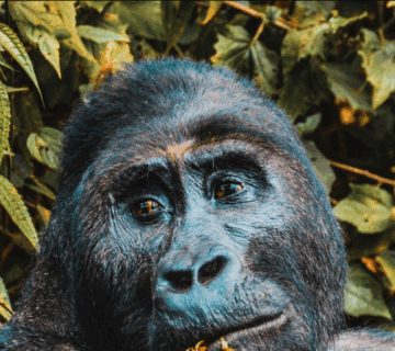 Congo Gorilla Trekking Best Guides: The Unsung Heroes of Wildlife Adventure