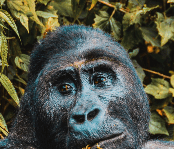 Congo Gorilla Trekking Best Guides: The Unsung Heroes of Wildlife Adventure