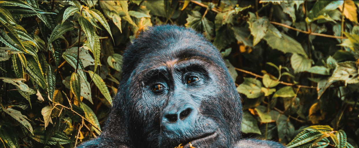 Congo Gorilla Trekking Best Guides: The Unsung Heroes of Wildlife Adventure
