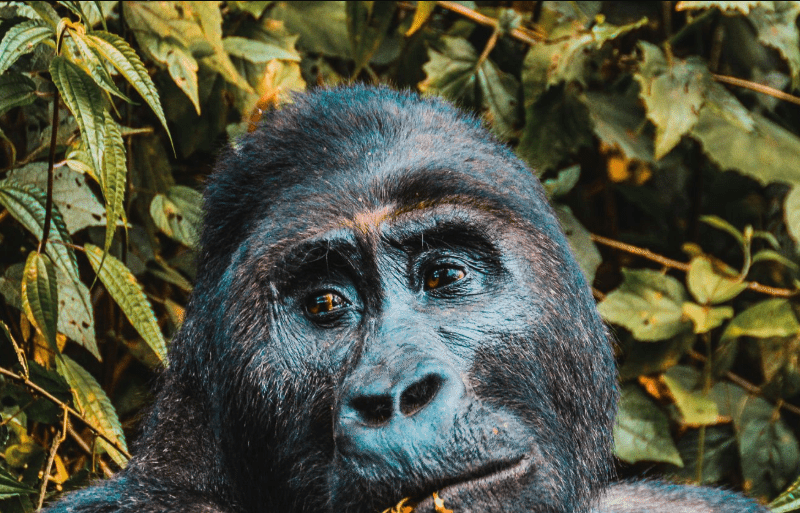 congo-gorilla-trekking Congo Gorilla Trekking: Best Advice for an Unforgettable Adventure