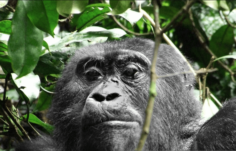 congo-gorillas Congo Gorilla Trekking Best Reviews: An Inspirational Journey into the Wild