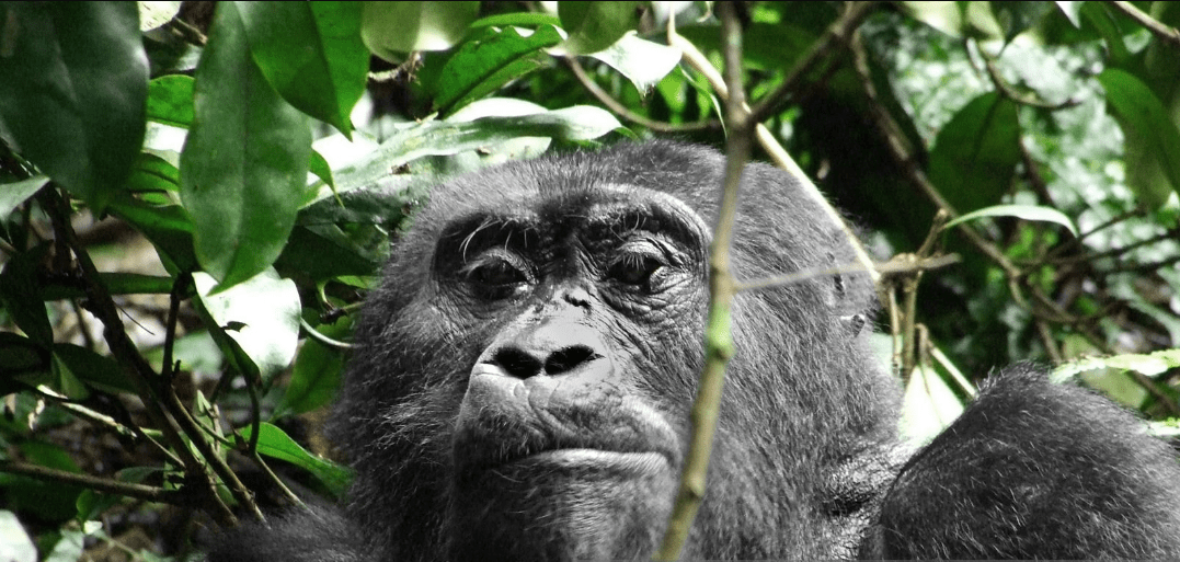 Congo Gorilla Trekking Best Reviews: An Inspirational Journey into the Wild