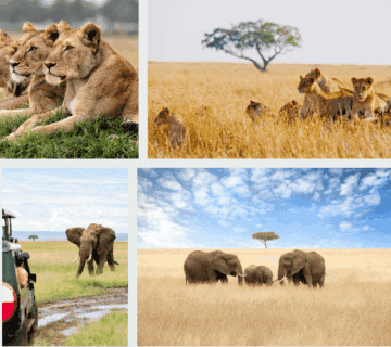Explore Serengeti
