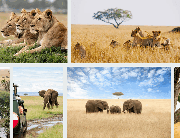 Explore Serengeti