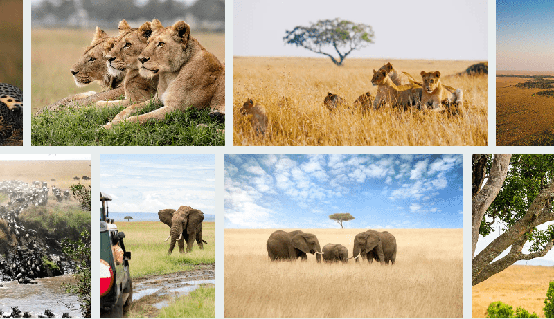 explore-serengeti Explore Serengeti