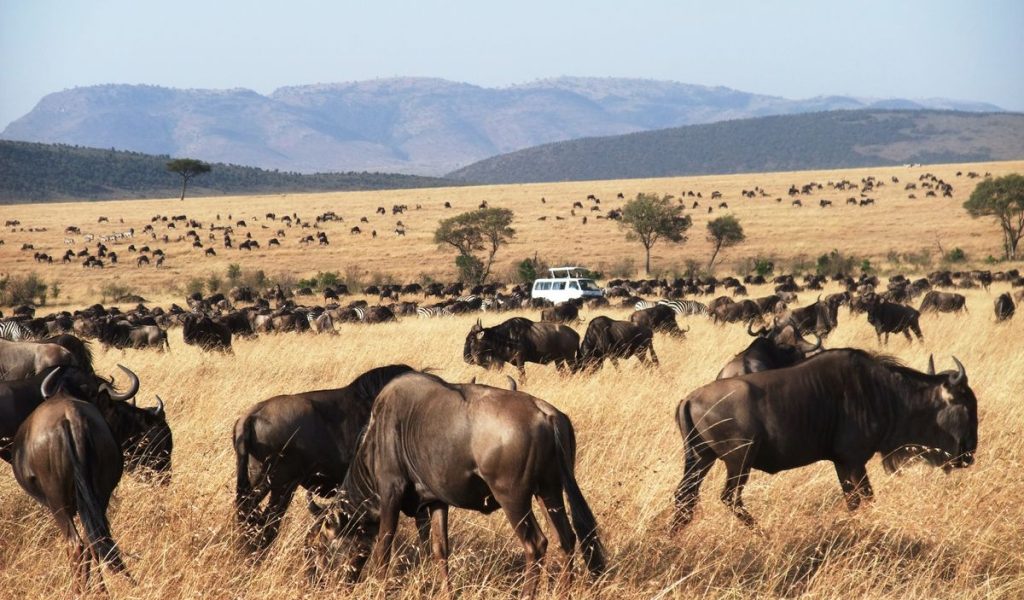 game-drive-safari-serengeti Multi-Country Group Safari in East Africa