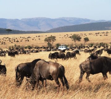 Multi Country Group Safari in East Africa
