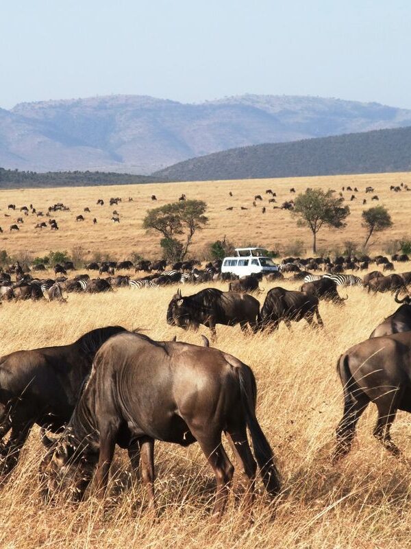 Multi-Country Group Safari in East Africa
