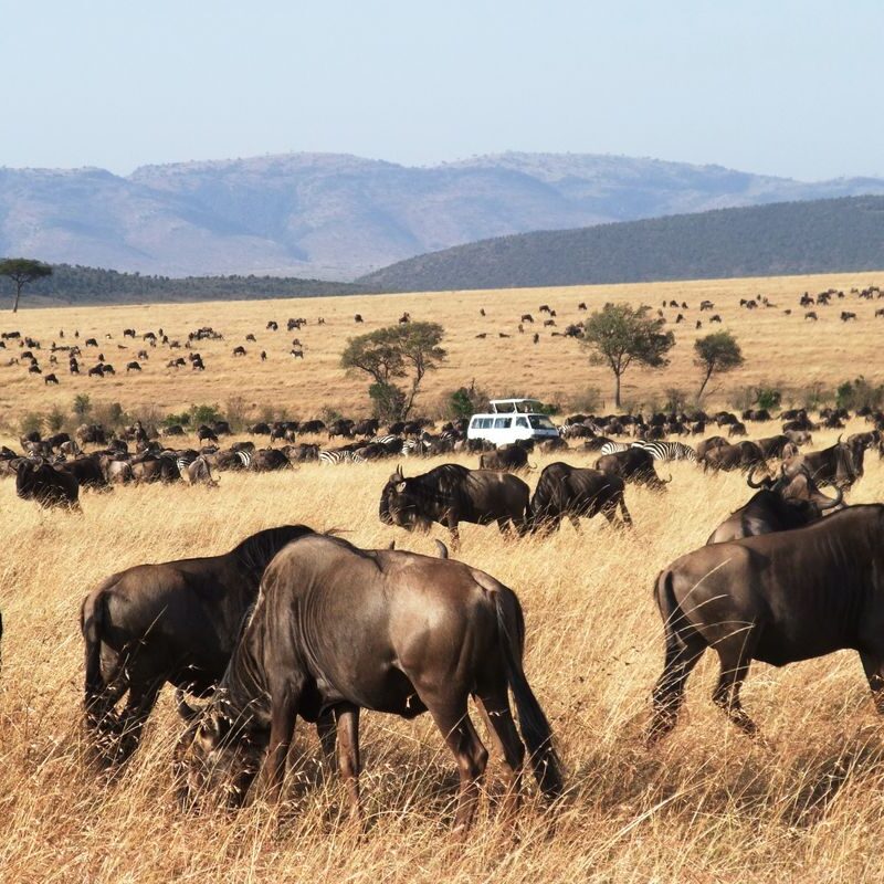 Multi-Country Group Safari in East Africa