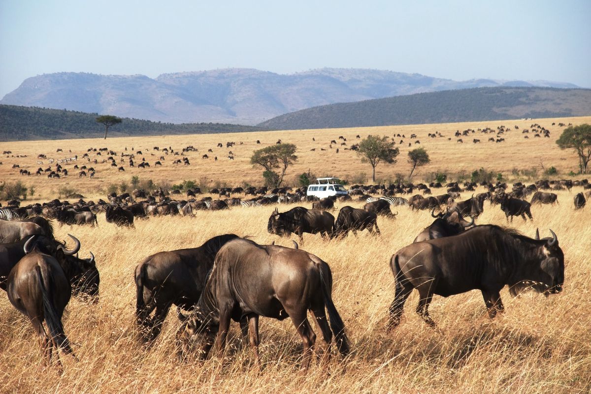 Multi-Country Group Safari in East Africa