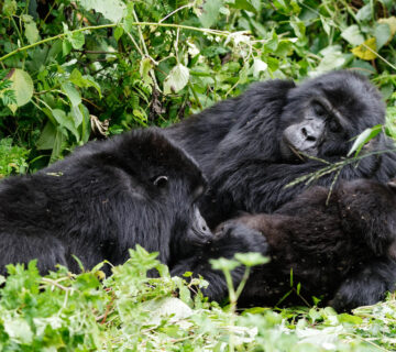 Why Should You Book a Porter for Gorilla Trekking?