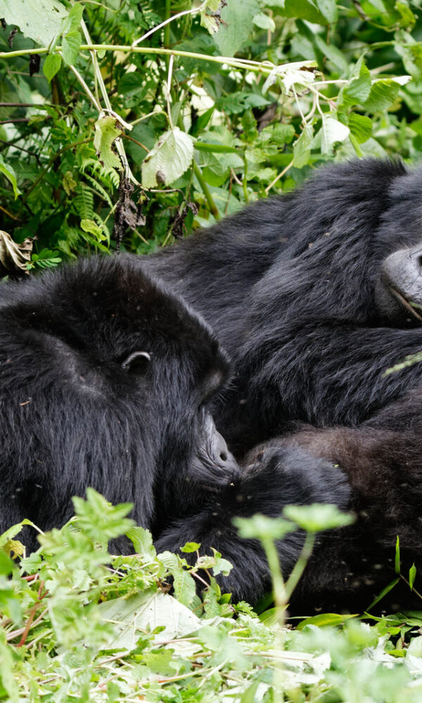 Why Should You Book a Porter for Gorilla Trekking?