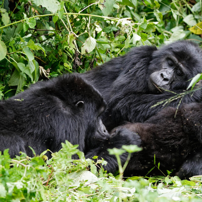 gggg3 Why Should You Book a Porter for Gorilla Trekking?