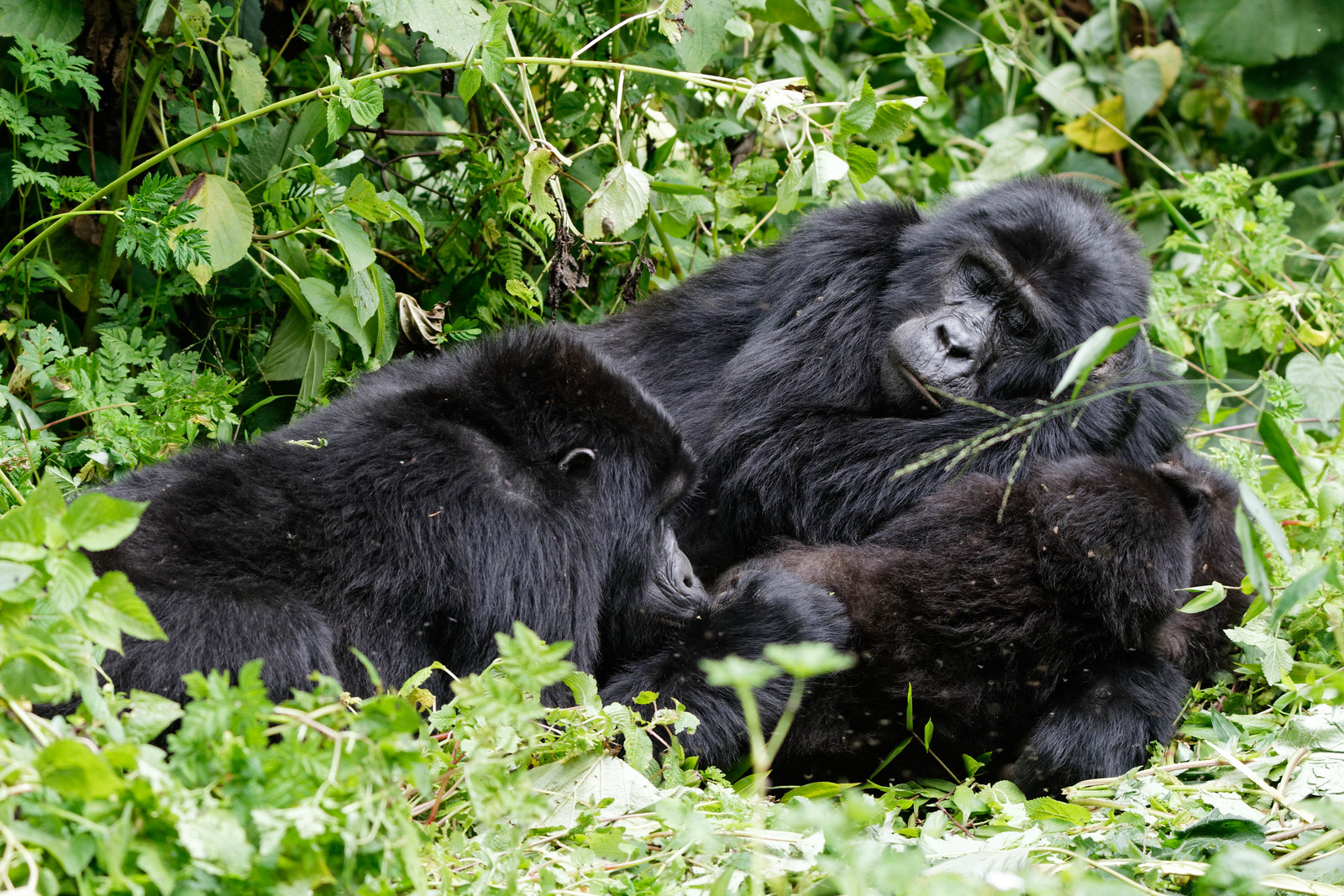 Why Should You Book a Porter for Gorilla Trekking?