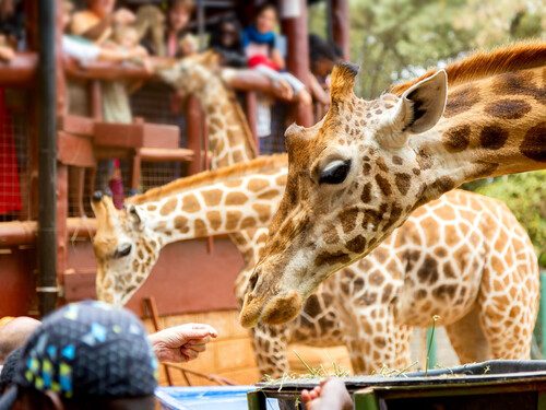 Giraffe centre in Kenya is one of reasons to Book a Group Tour in Kenya