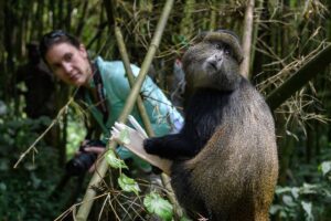 Golden Monkey Tracking in Rwanda