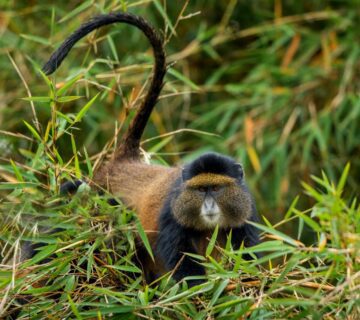 Group Golden Monkey Trekking
