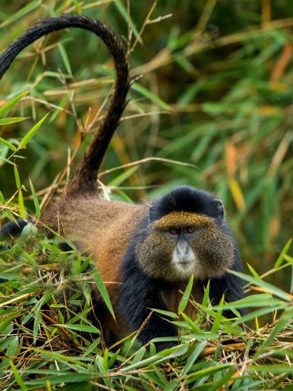 Group Golden Monkey Trekking