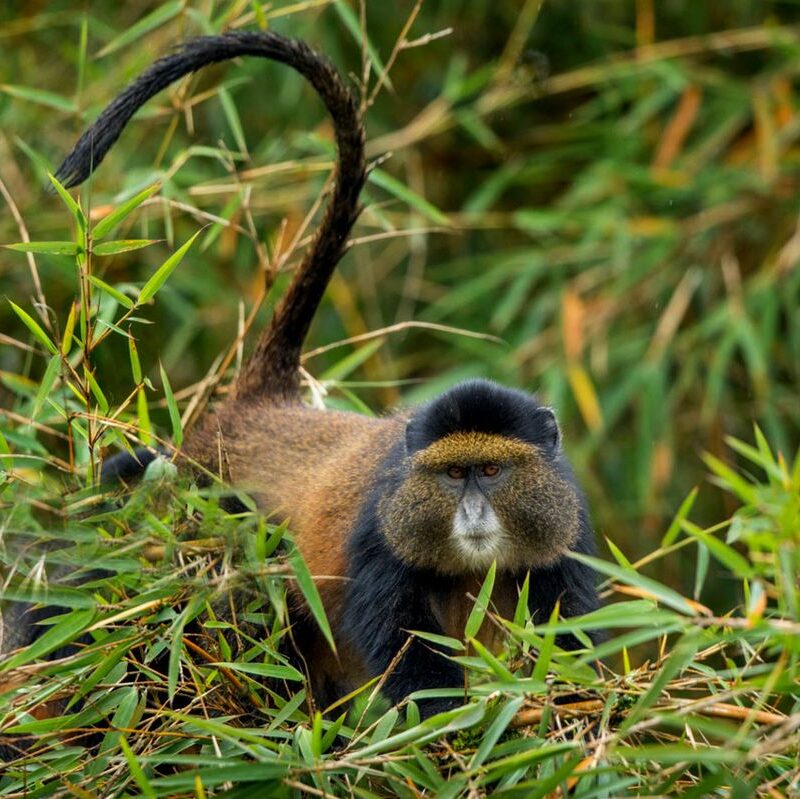 golden-monkey-trekking Group Golden Monkey Trekking