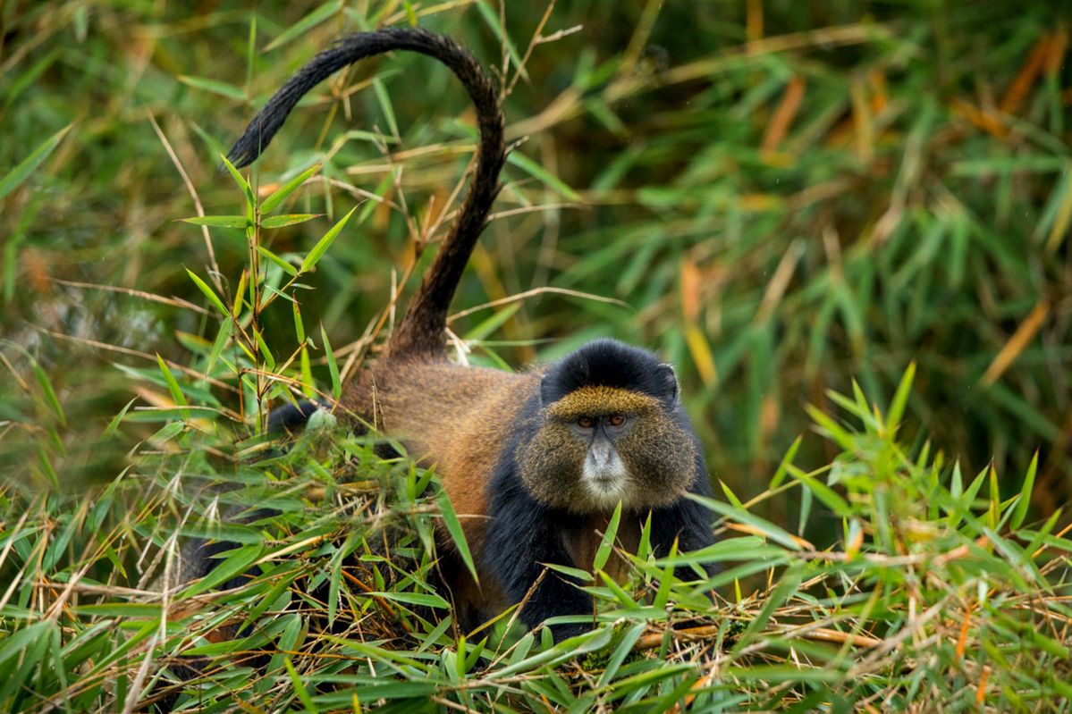 Group Golden Monkey Trekking