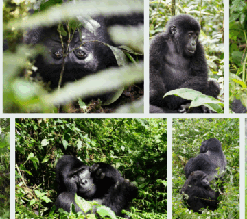 Rwanda Safari Groups