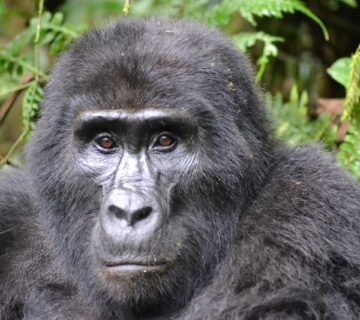 Mountain gorilla in Bwindi Forest sitting peacefully among lush green foliage 