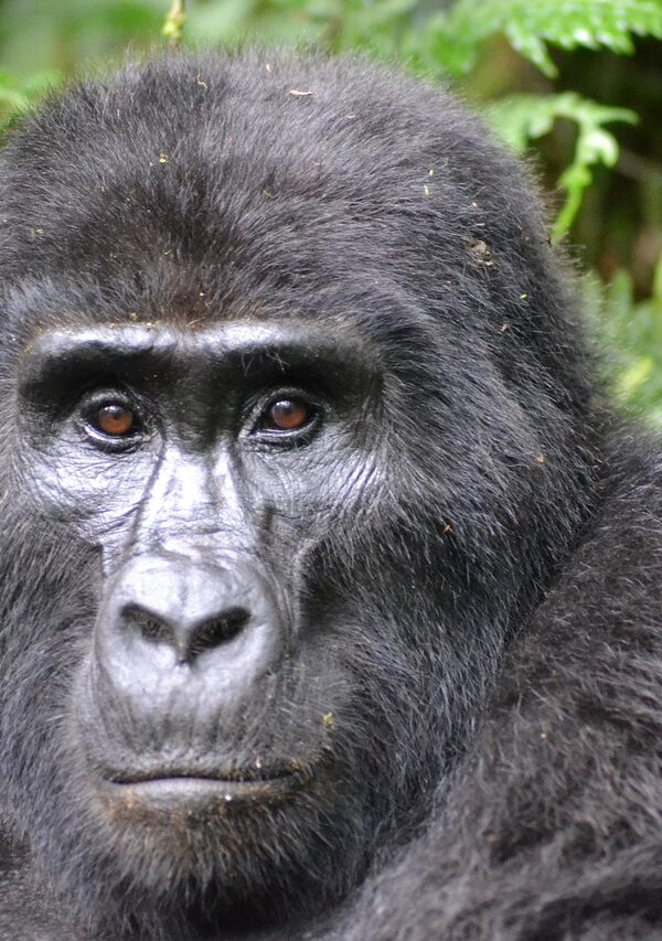 Mountain gorilla in Bwindi Forest sitting peacefully among lush green foliage.