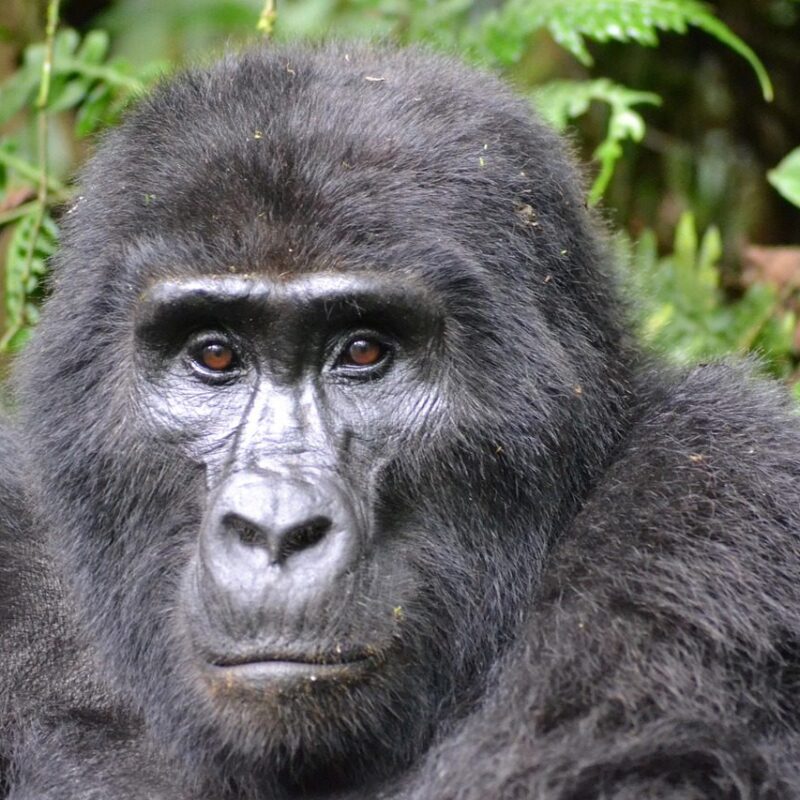 gorilla-3928903_1280 Mountain gorilla in Bwindi Forest sitting peacefully among lush green foliage.