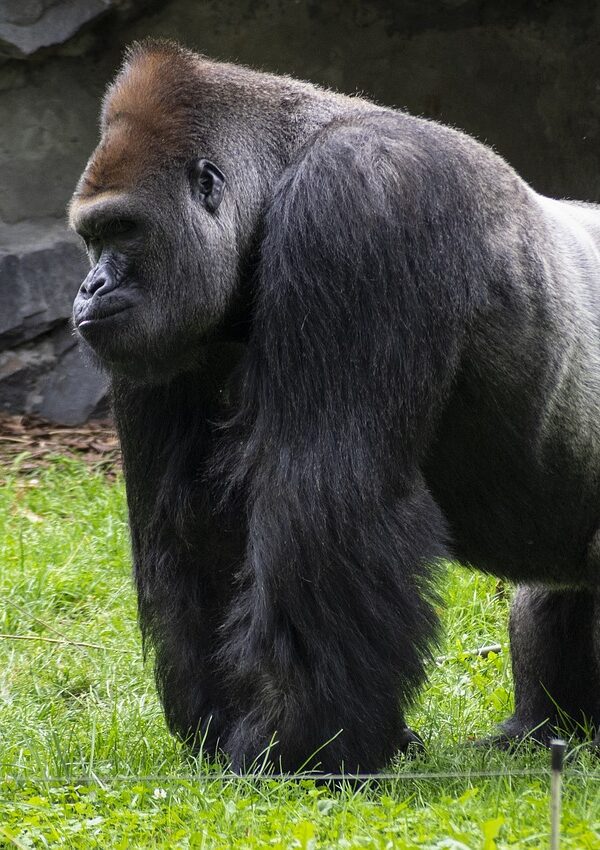 A mountain gorilla sitting peacefully in a lush green forest, gazing calmly into the distance.