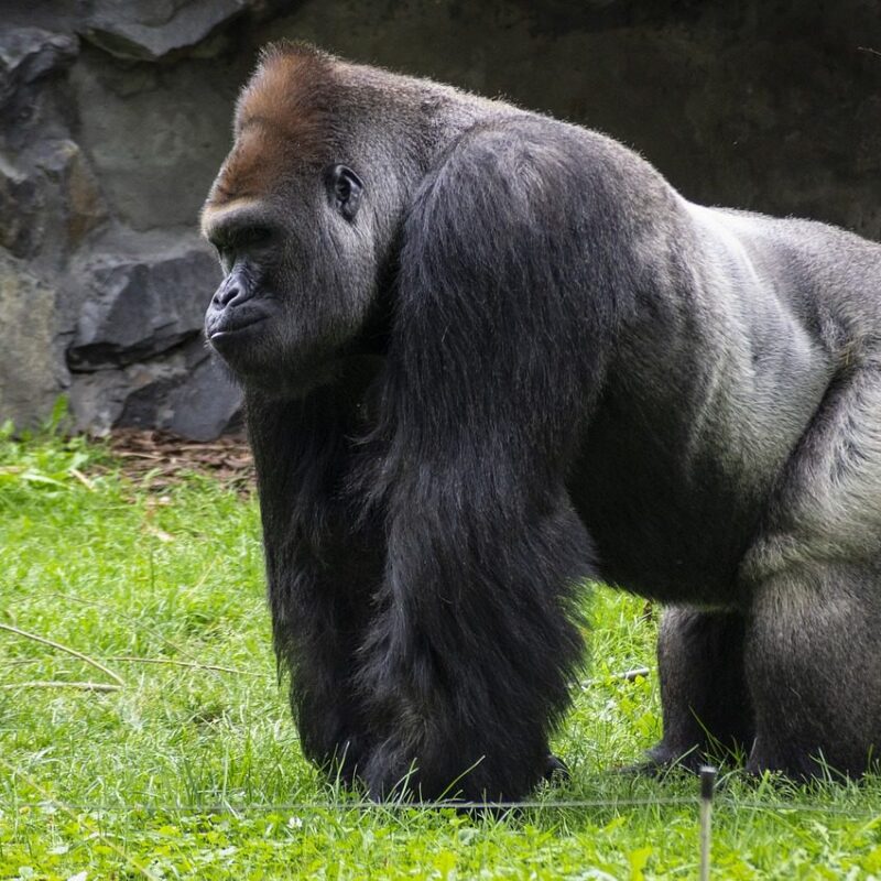 A mountain gorilla sitting peacefully in a lush green forest, gazing calmly into the distance.