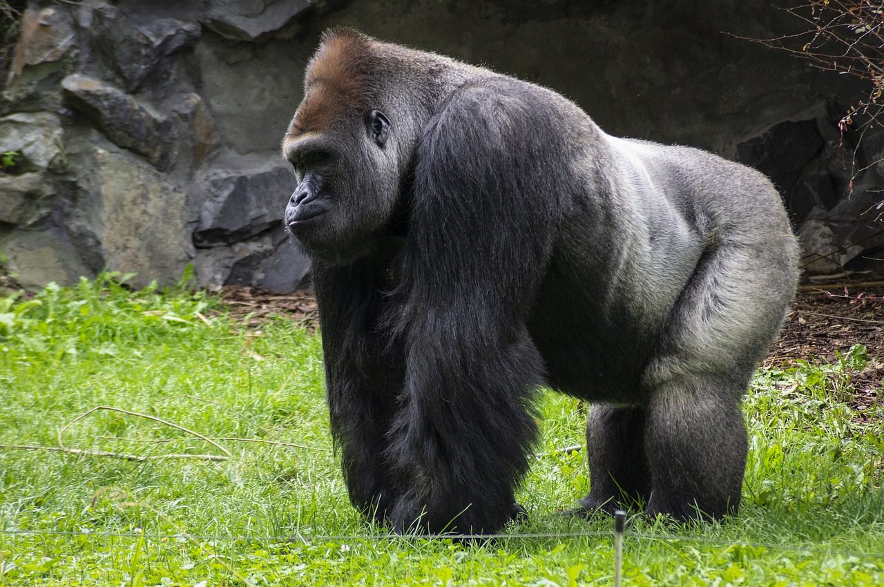 A mountain gorilla sitting peacefully in a lush green forest, gazing calmly into the distance.