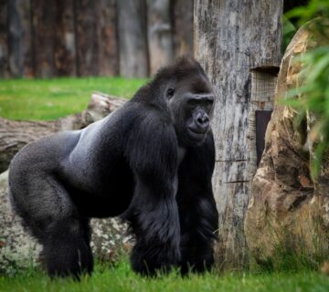 Gorilla trekking in the wild, experiencing majestic mountain gorillas in their natural habitat 