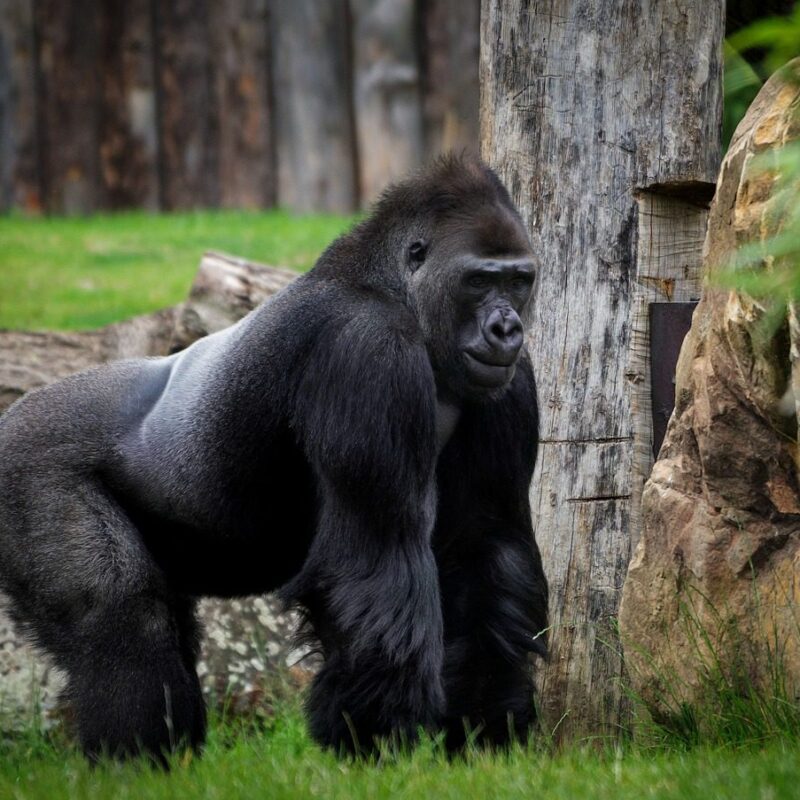 Gorilla trekking in the wild, experiencing majestic mountain gorillas in their natural habitat.