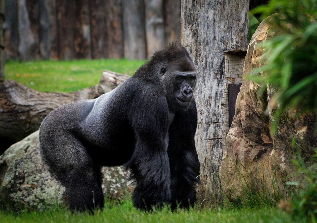 Gorilla trekking in the wild, experiencing majestic mountain gorillas in their natural habitat.