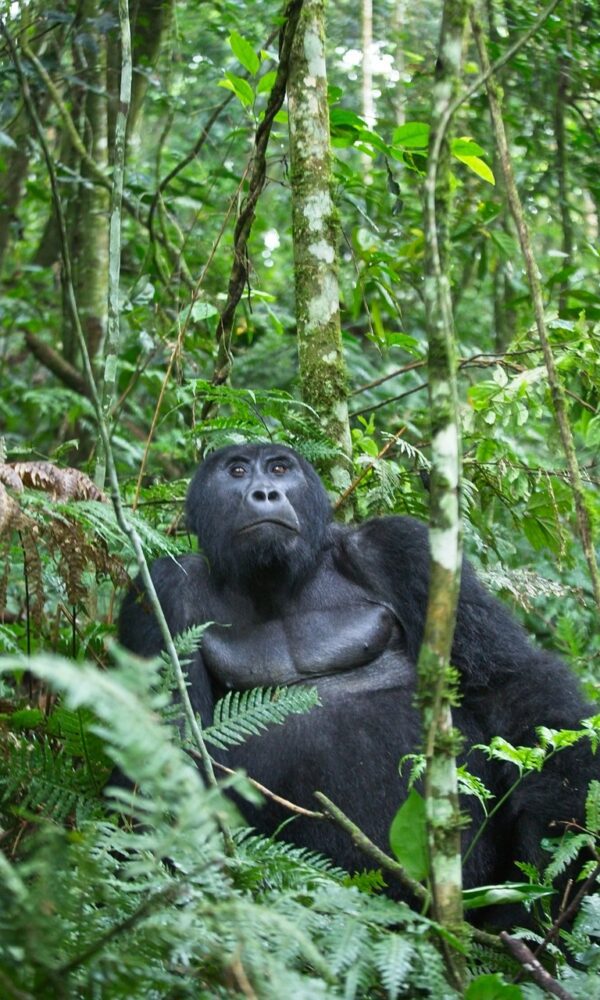 wild gorilla in its natural habitat during a thrilling gorilla trekking adventure.