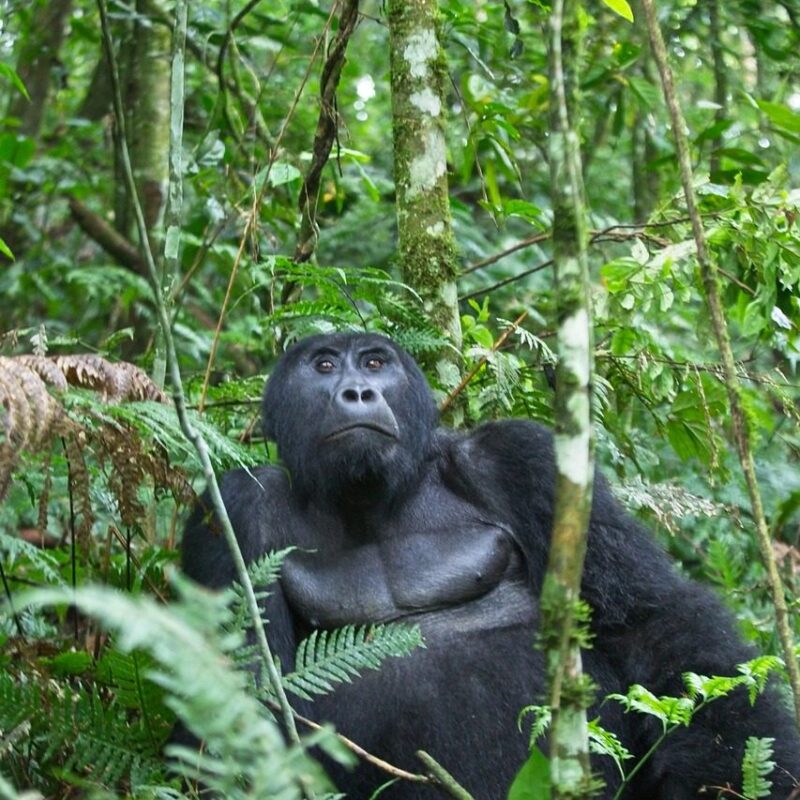 wild gorilla in its natural habitat during a thrilling gorilla trekking adventure.