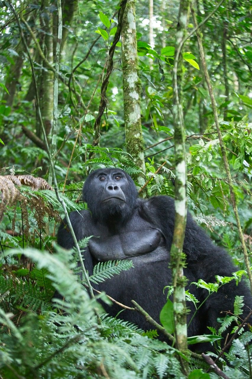 wild gorilla in its natural habitat during a thrilling gorilla trekking adventure.