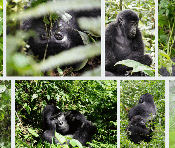 Rwanda Safari Groups