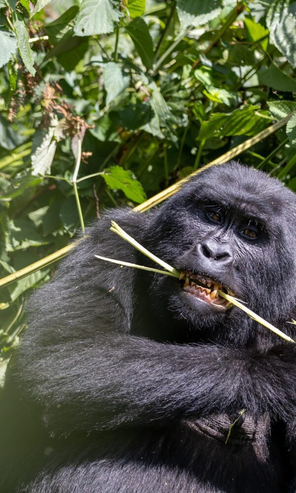 A mountain gorilla family in Bwindi Impenetrable Forest, Uganda, interacting peacefully in their natural habitat.