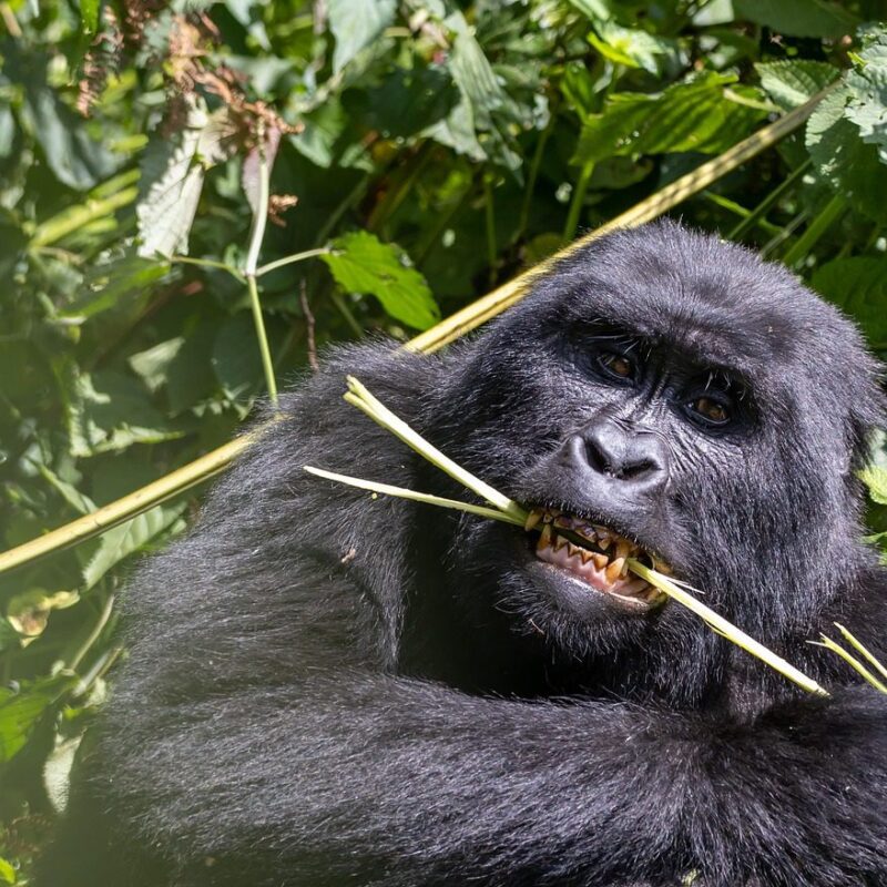 A mountain gorilla family in Bwindi Impenetrable Forest, Uganda, interacting peacefully in their natural habitat.