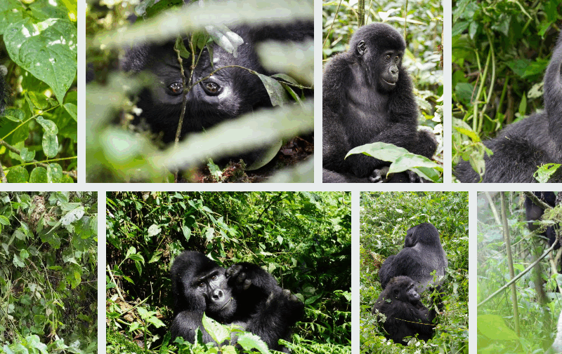 Rwanda Safari Groups
