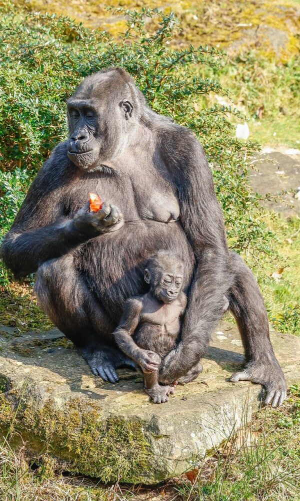 Mountain gorilla in natural habitat, surrounded by lush green forest.