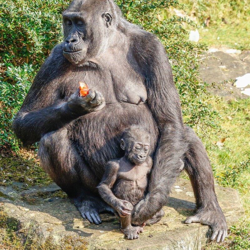 Mountain gorilla in natural habitat, surrounded by lush green forest.