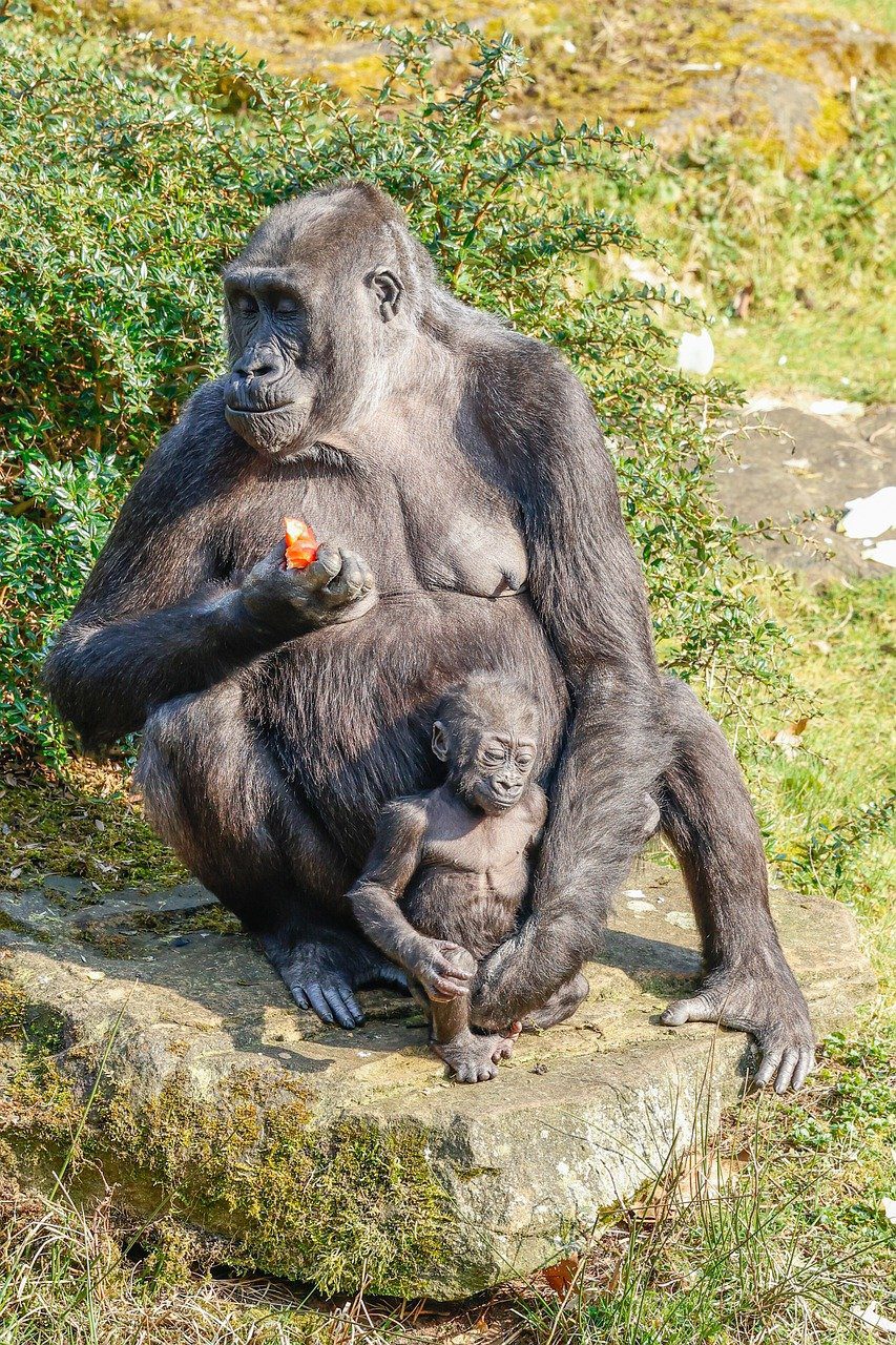 Mountain gorilla in natural habitat, surrounded by lush green forest.